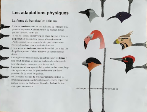 images et textes des oiseaux