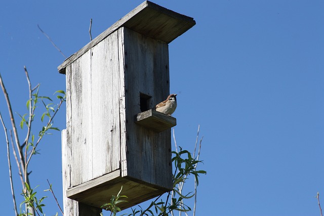 Cabane pour les oiseaux