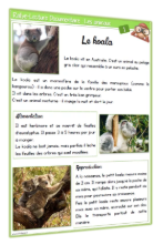 Fiche le koala